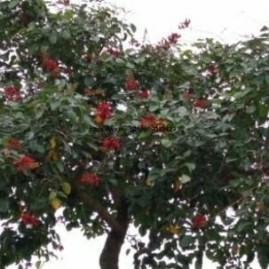 pohon pelindung/peneduh, pohon Dadap merah, tinggi 3 mtr.