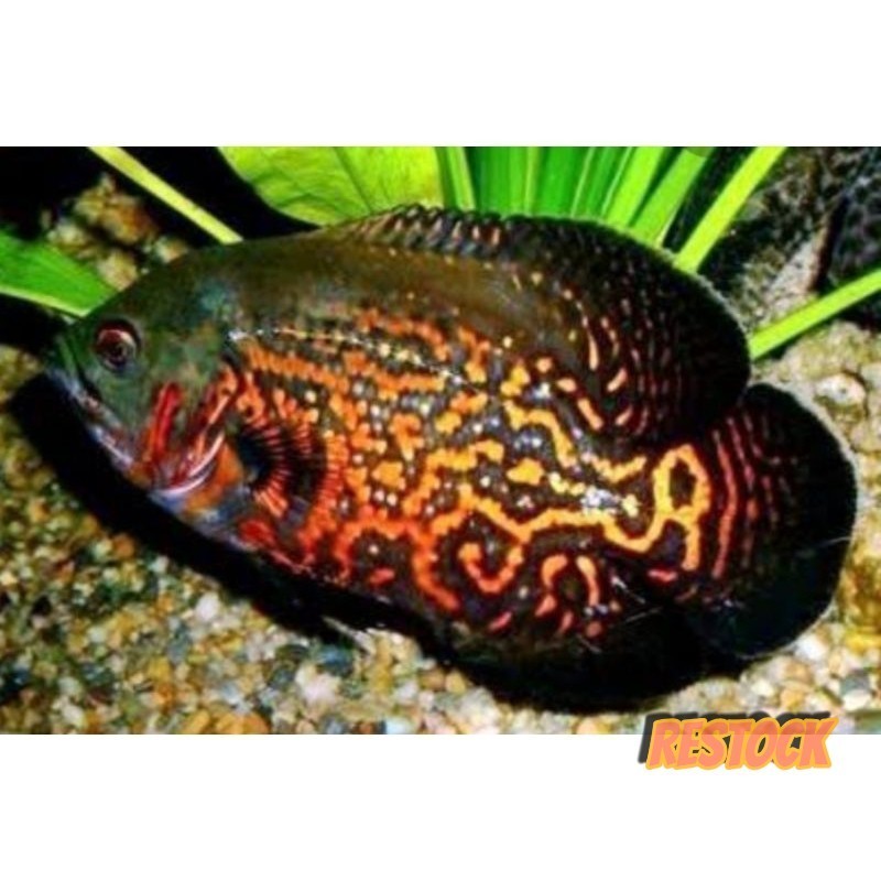 ISI 2 jari Oscar batik hitam size 7-10cm batik bagus