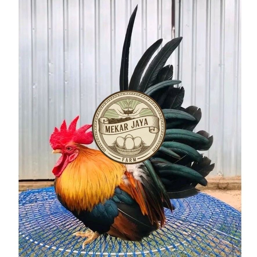 TELUR  AYAM HIAS KATE CEPER untuk ditetaskan Mekarjaya Farm