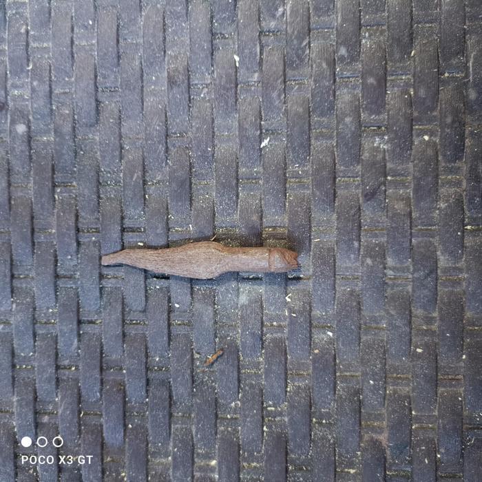 pusaka sepuh banyak angrem pamor singkir KJM1122