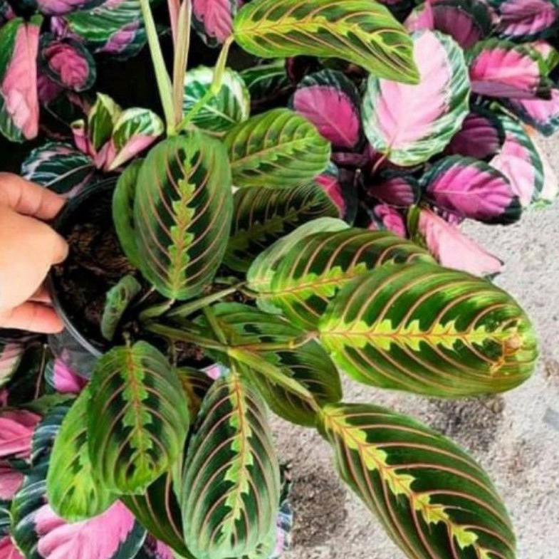 TANAMAN HIAS CALATHEA KEPITING