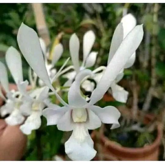 Keki Anggrek Dendrobium Capung Jawa+media kayu