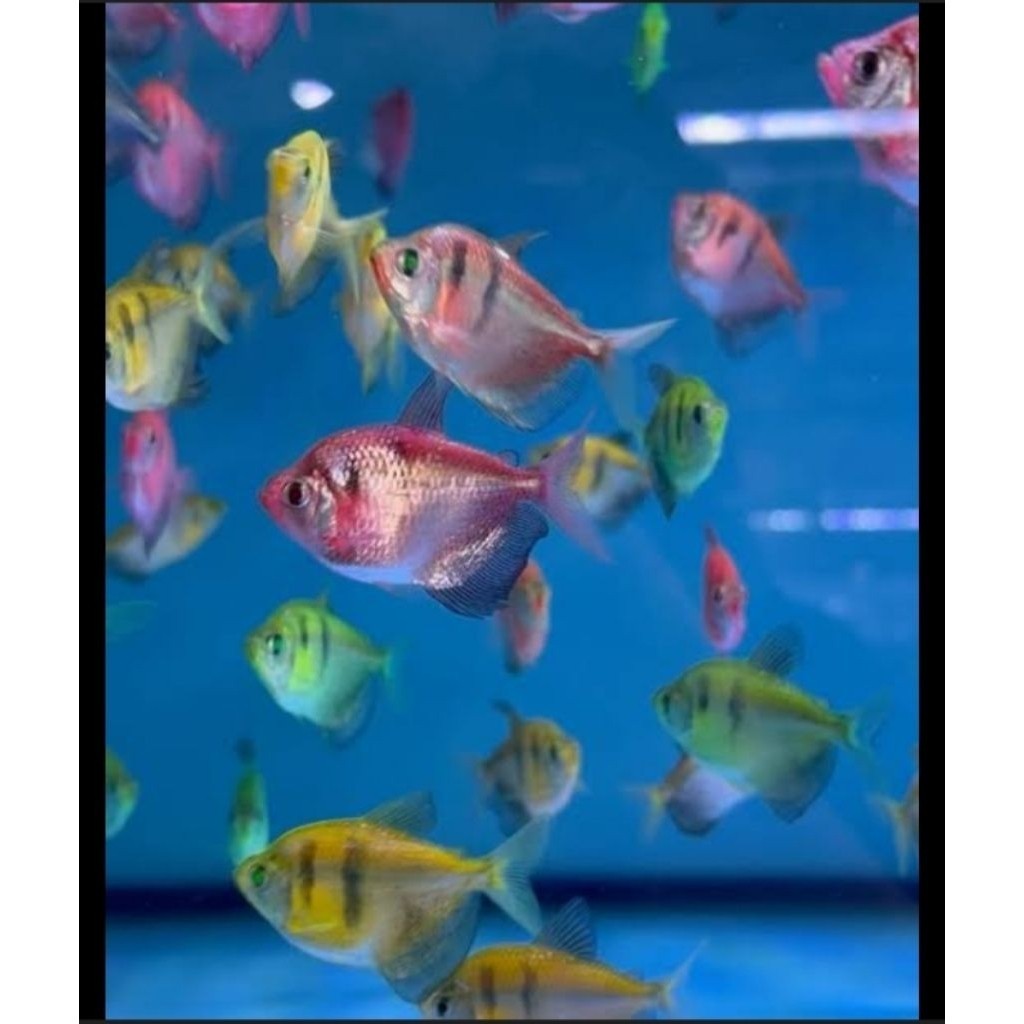 mainan Tiger tetra glowfish paket 10ekr