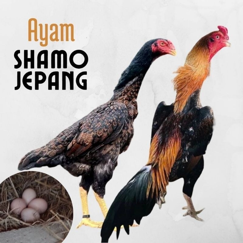 telur ayam shamo jepang ori petarung bisa untuk di tetaskan