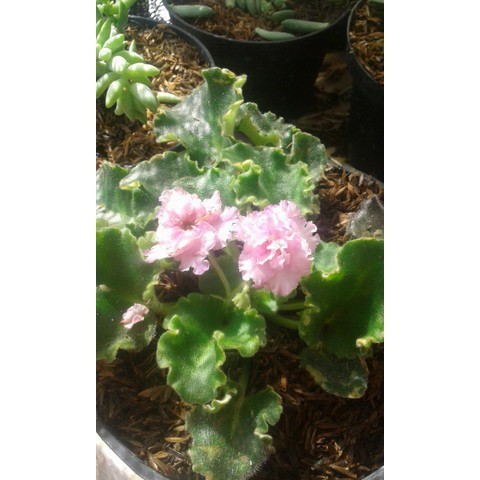 Bibit Bunga Violces Pink Tumpuk  (saintpaulia ionantha) tanaman hias