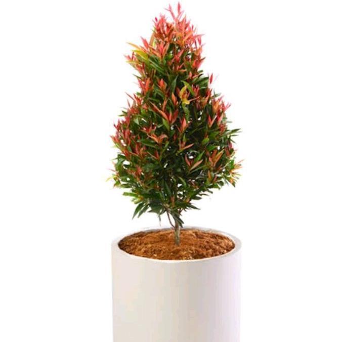 Tanaman Hias Pohon Pucuk Merah Bibit Tanaman Pucuk Merah / Tanaman Hidup Pohon Pucuk Merah Hiasan Ta