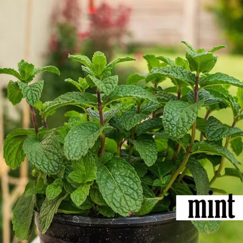 ( mp 2 ) Tanaman Hias Pot Gantung Aromatik - Tanaman Daun Mint ( Peppermint Mentha ) (008)