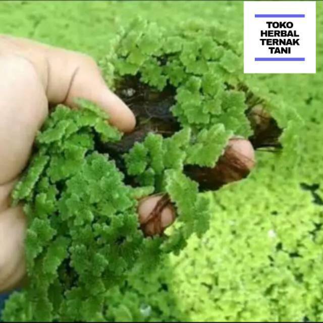 Bibit Azolla Azola Microphyla Pinnata Pakan Ikan 1kg best seller