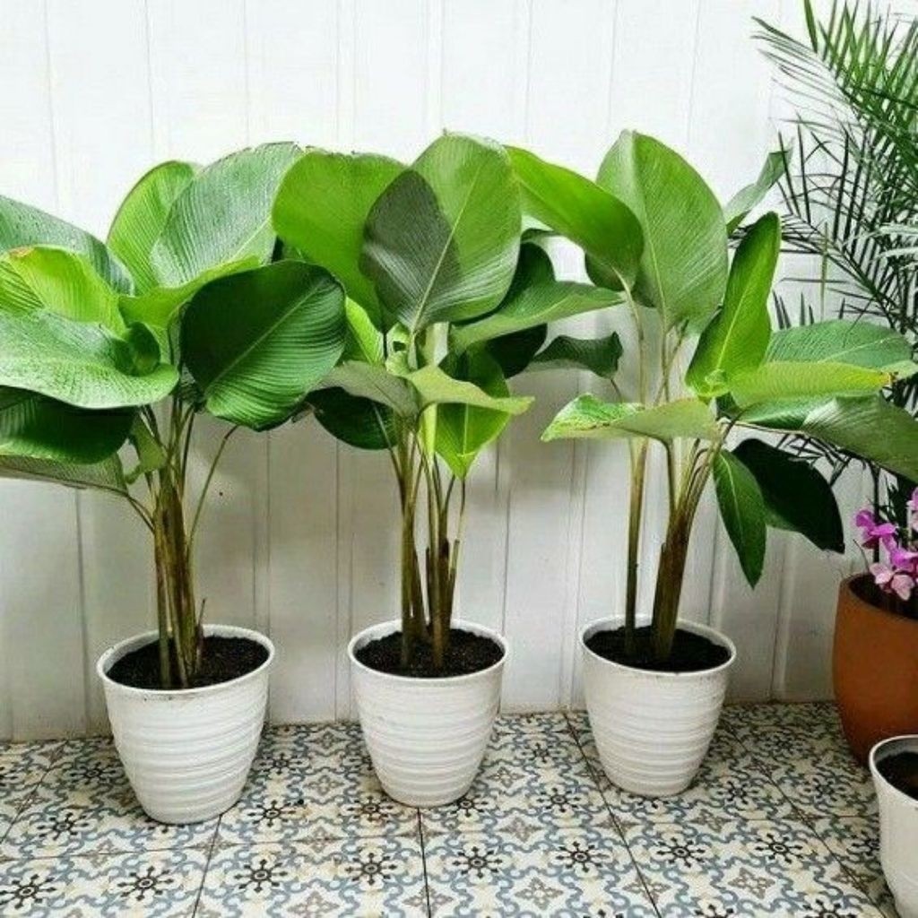 PROMO Meranti Sepat Pisang | Calathea Lutea Tanaman Daun Tropis Besar Hias Taman ready