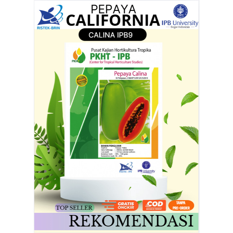 PLAOSANSTORE Benih Pepaya Calina PKHT IPB-9  | Pepaya California | Bibit Original kualitas mutu 5gra