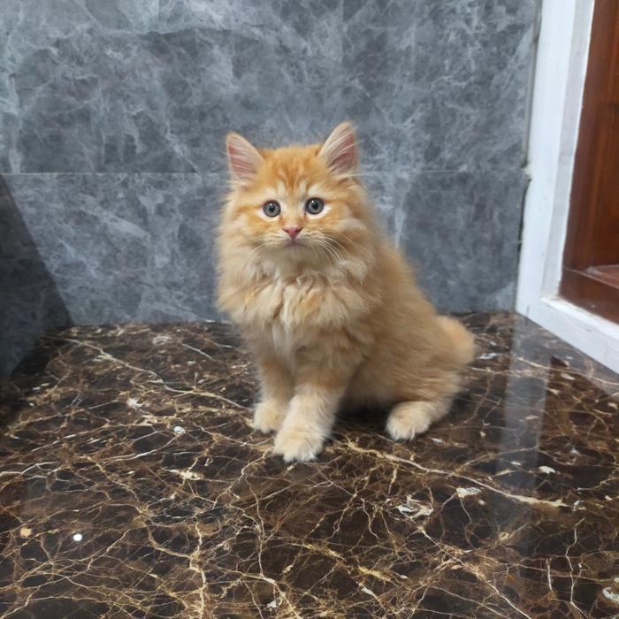 kucing Persia mix maincone Oren bigbone