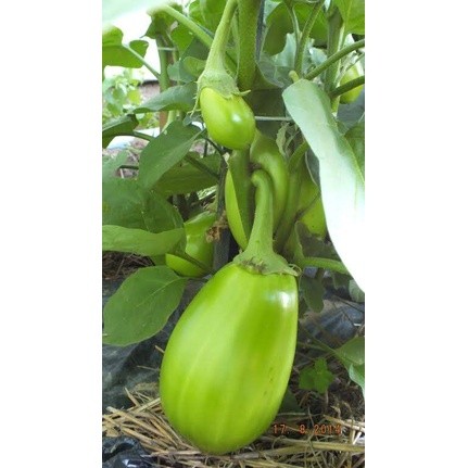 New 25 BUTIR BIJI / BENIH TERONG JUMBO JEPANG PONDOH HIJAU