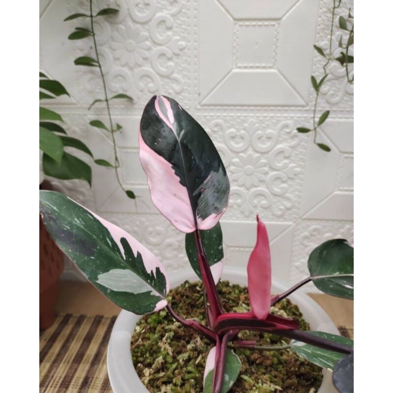 bonggol philo pink princes