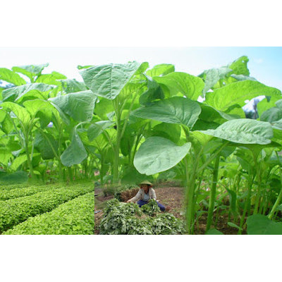 300 Biji Tanaman Sayur Bayam Hidroponik