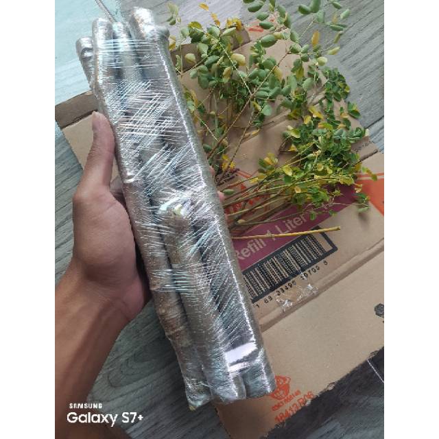 Stek 7 batang pohon kelor merah tanaman herbal