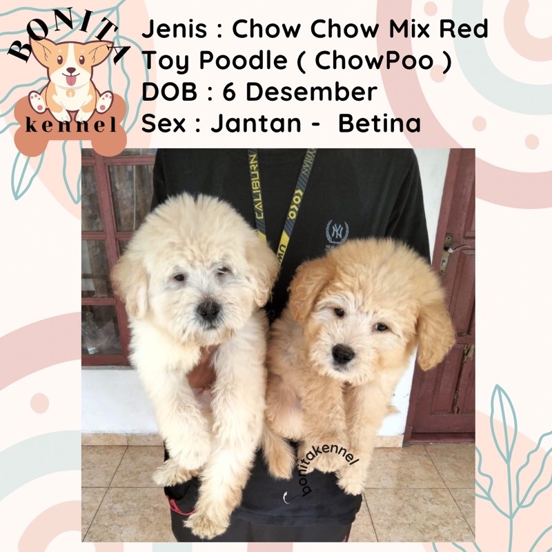 Anakan Anjing Chow Chow Mix Red Toy Poodle Betiina