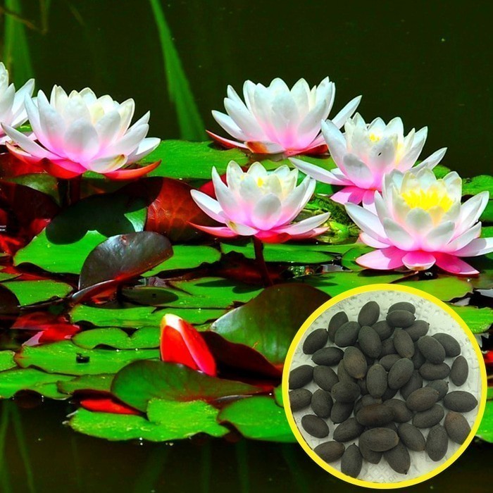 [COD] Nymphaea -  ( 10 Butir ) Benih Lotus Seroja