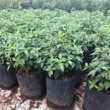 Bibit Kumis Kucing Daun Kumis Kucing Pohon Kumis Kucing