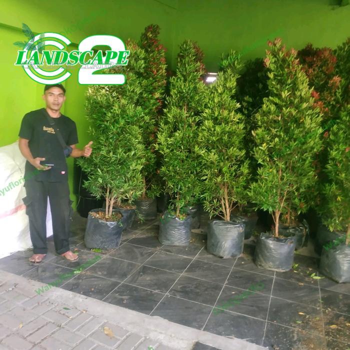 paket pucuk merah 25 pohon tinggi 2 meter