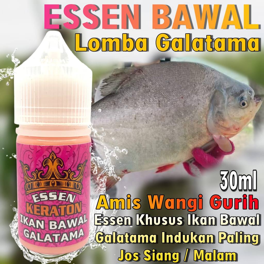 Essen Ikan Bawal Lomba Galatama Indukan Paling Ampuh Dan Gacor Segala Umpan, Essen Ikan Bawal Media 