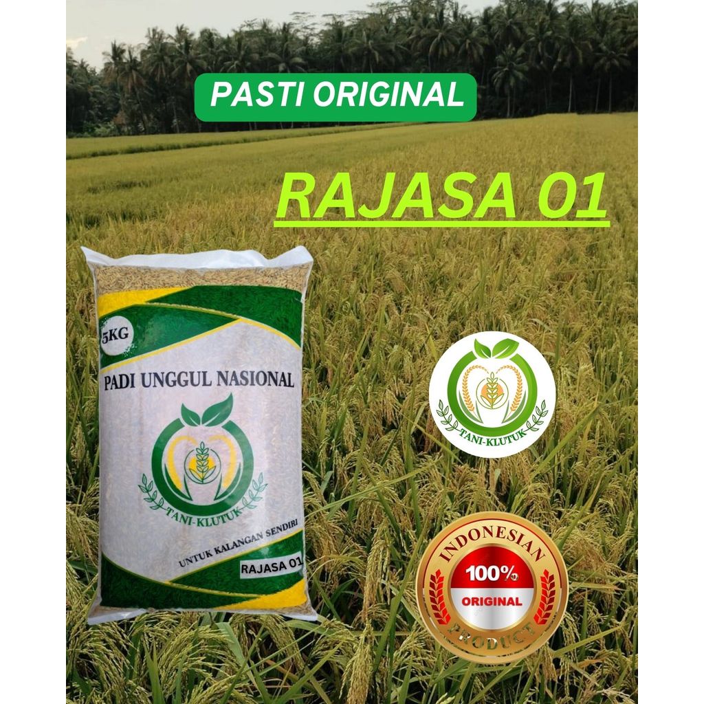 benih padi rajasa 01 5kg ORIGINAL TANI KLUTUK