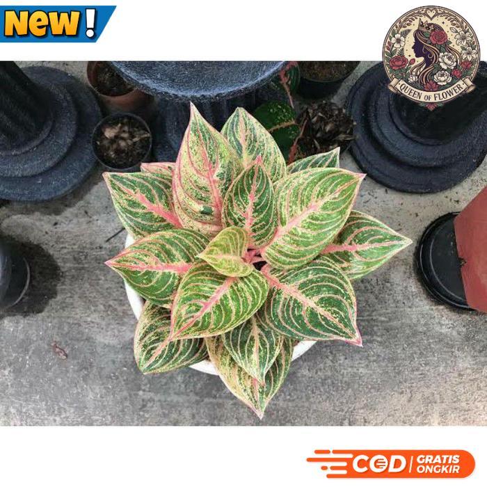 Bibit Bonggol Aglonema Maeswara/Akar aglonema