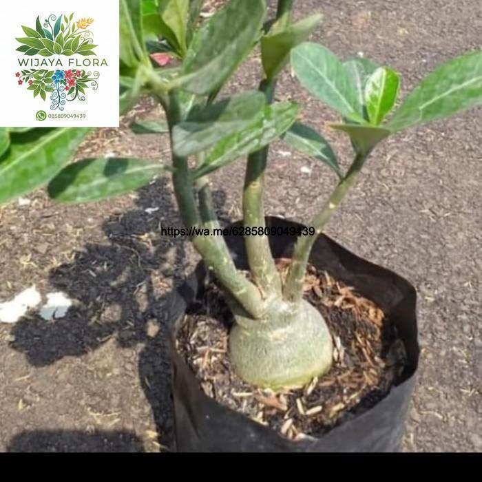 tanaman hias Kamboja jepang/bibit Kamboja jepang