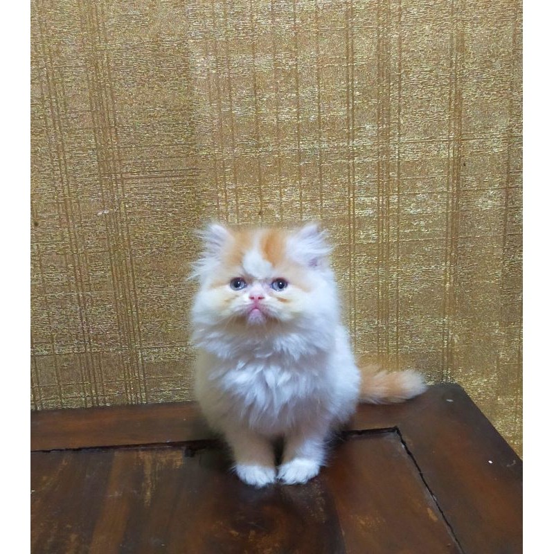 kucing Persia flatnose munckin lucu longhair