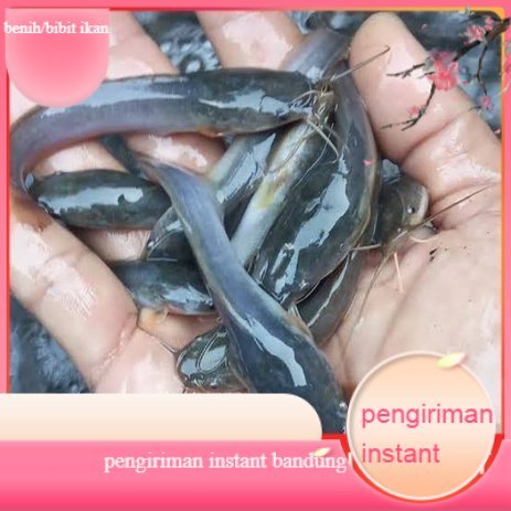 Bibit lele ukuran 9 - 10 cm per 100 ekor di bandung GROSIR BANDUNG