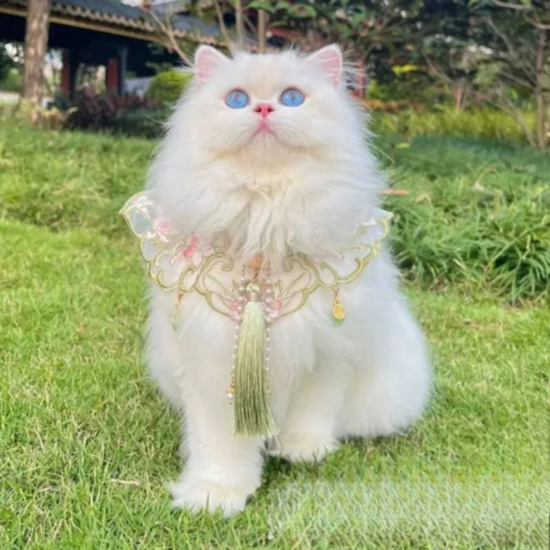 Selendang, syal, dan celemek untuk hewan peliharaan kucing dan anjing.