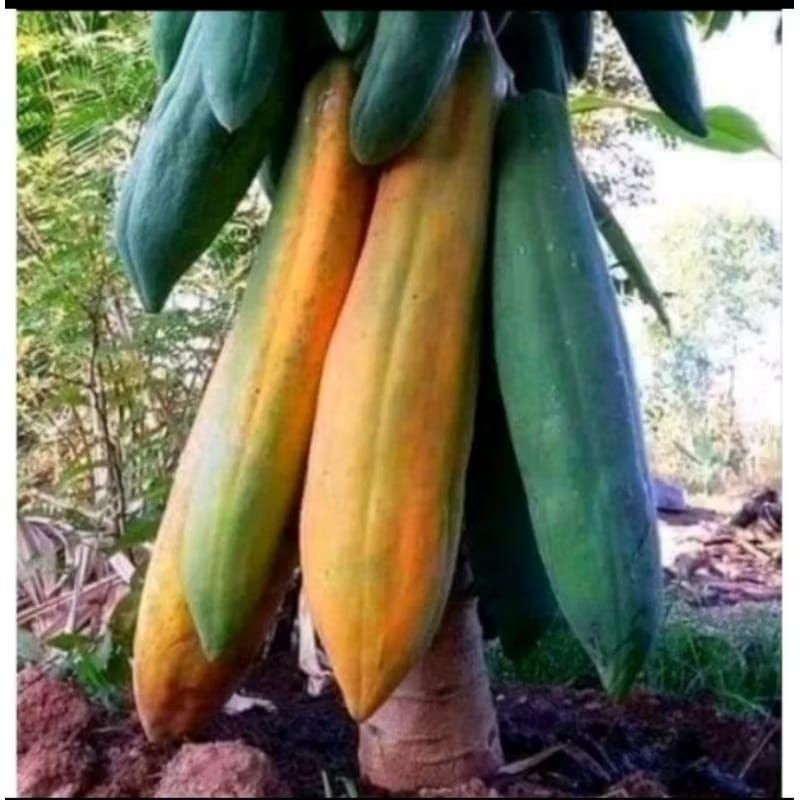 TERLARIS! 100+ BENIH PEPAYA RAKSASA KINGSLAND JUMBO BIBIT UNGGULAN