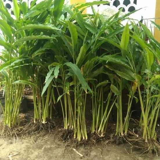 Bibit Kapulaga Hijau India Asli Bibit Rempah Kapol/Kapulogo