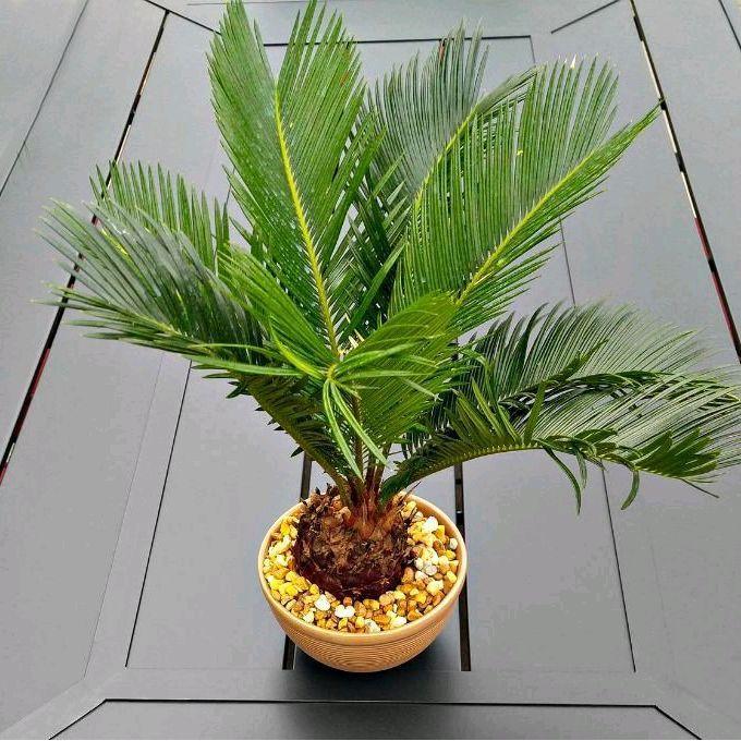 Bibit Pohon Palem Sikas Mawar Jambe - Hiasan Taman Palem Sikas