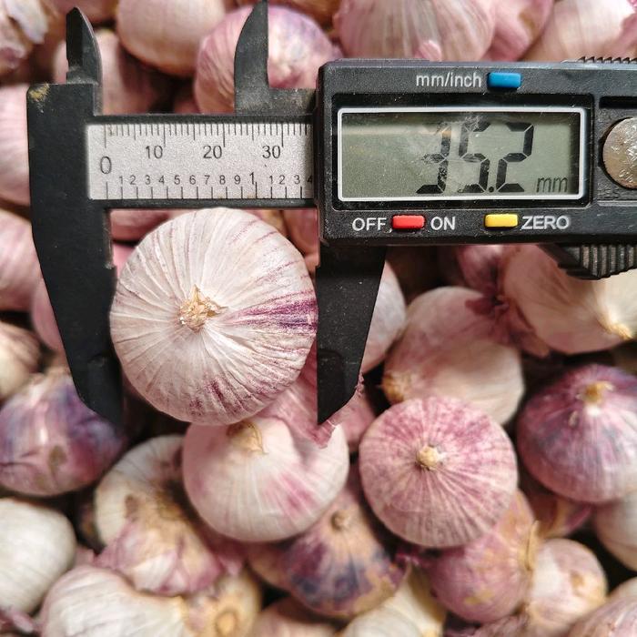 Bawang putih tunggal fresh size super jumbo - jumbo, 1kg