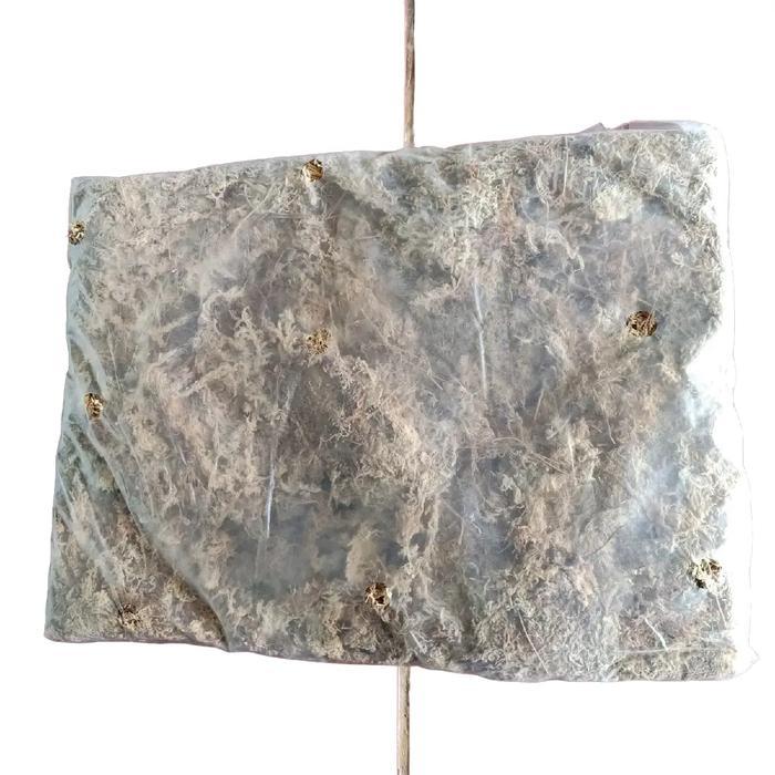 spaghnum mos 1 kg pres media tanam import lumut putih kering untuk media tanaman bunga anggrek plati