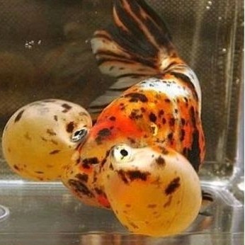 Koki Bubble Eye/Mata Balon prekor 7-9 cm mata indah