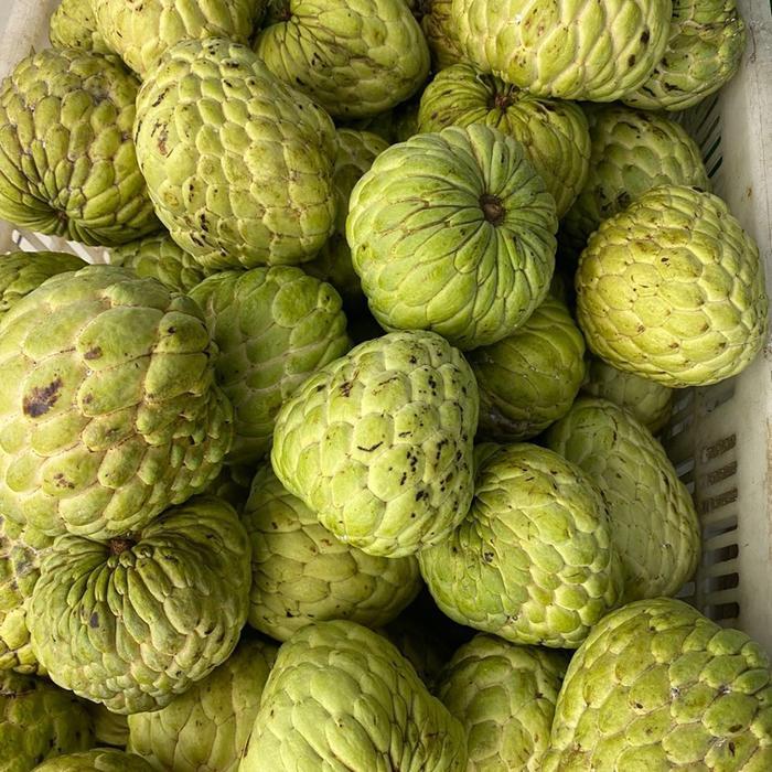 Srikaya jumbo fresh - buah srikaya fresh jumbo 1 kg