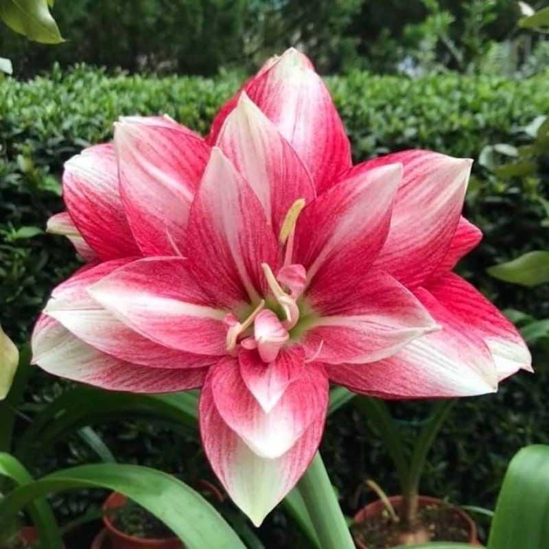 TANAMAN TERAS HIJAU - Tanaman hias Bakung amarilis bunga merah kombinasi putih / amarilis bakung bun