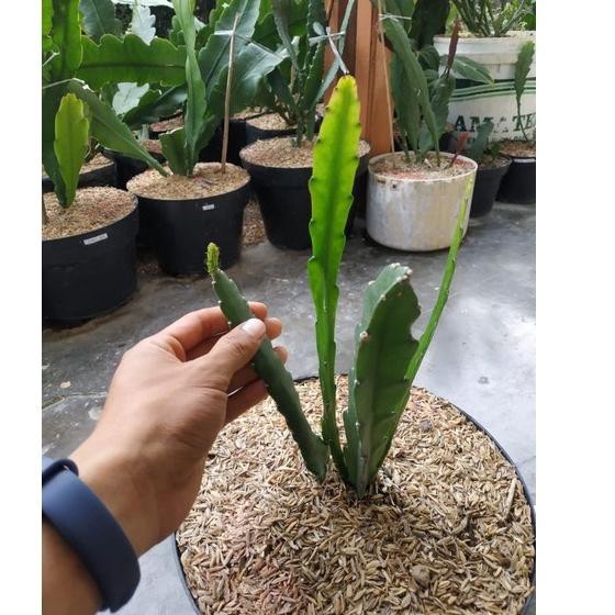 JAMIN MURAH Tanaman Hias Bunga Wijaya Kusuma Ackermani  (Disocactus anguliger)  - bibit bunga wijaya