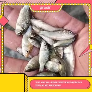 bibit ikan mas ukuran 1 jari per ekor   GROSIR BANDUNG PER EKOR