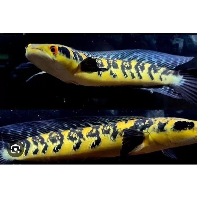 Maru Ys cabung bunga 12-15  cm singel tank