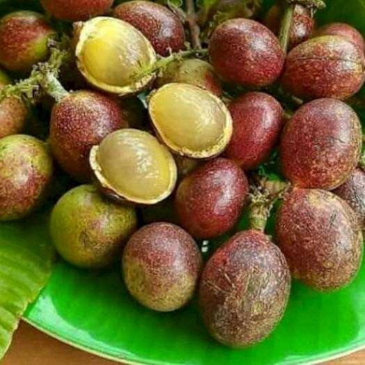 PROMO 5 BIBIT MATOA MERAH/ MATOA HIJAU ADA SUPER UNGGUL Bibit Tanaman Super Unggul CV GLAMOUR ID