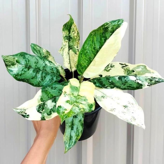 Tanaman hias aglonema komutatum variegata - aglonema commutatum varigata - bunga hias aglonema