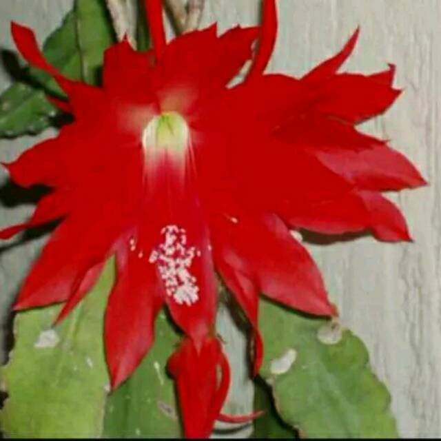 JAMIN MURAH Tanaman Hias Bunga Wijaya Kusuma Ackermani - bibit bunga wijaya kusuma merah besar - BAK