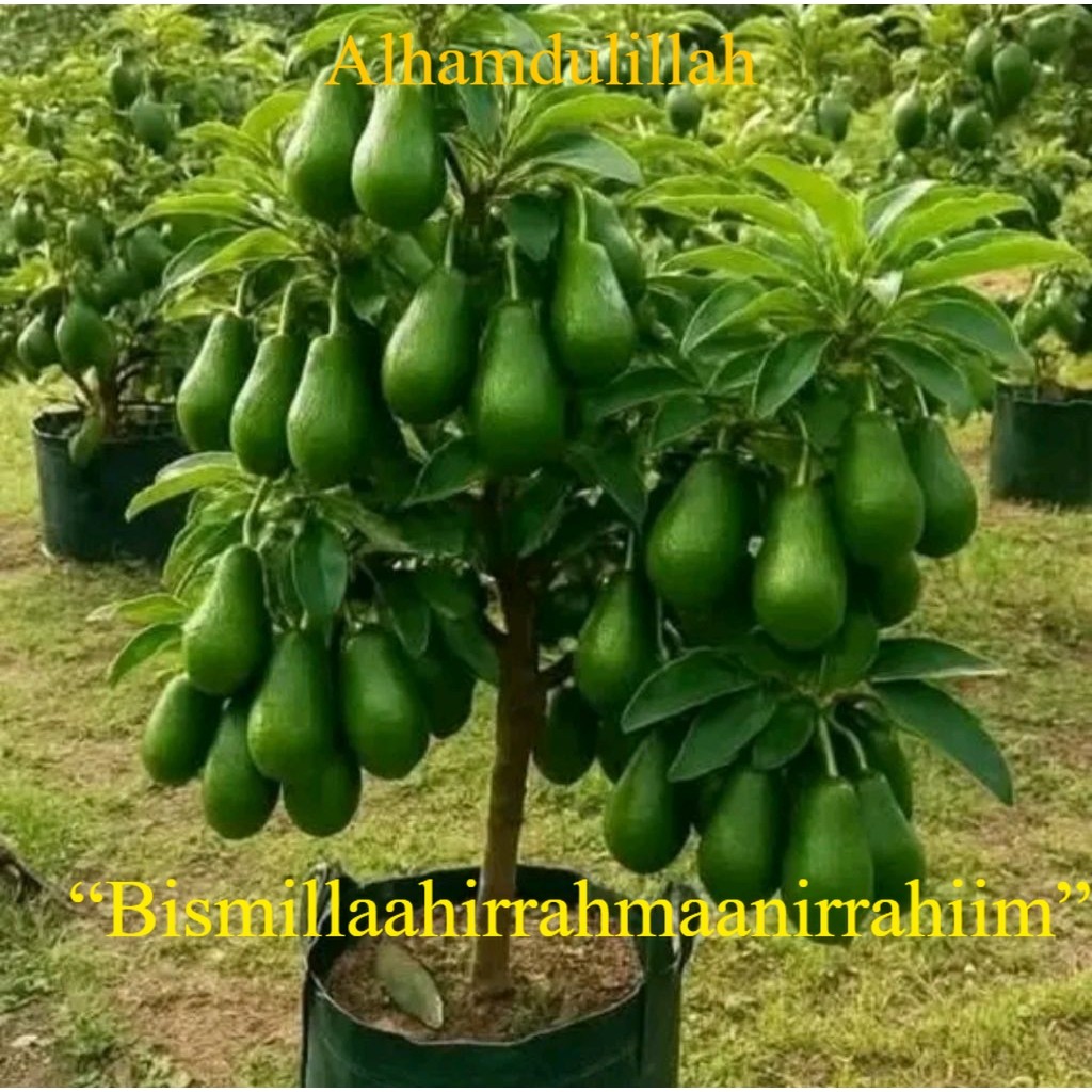 BIBIT ALPUKAT ALIGATOR OKULASI PAKET 3 BIBIT