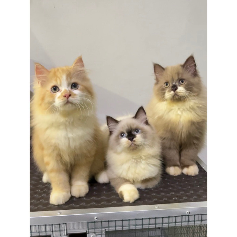 kitten persia / kucing persia flatnose / peaknose / longhair