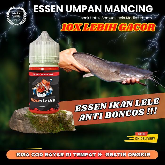Essen Ikan Lele Babon Untuk Siang Dan Malam Hari Kolam Galatama Harian Umpan