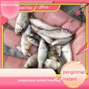 bibit ikan mas ukuran 1 jari per ekor   GROSIR BANDUNG PER EKOR