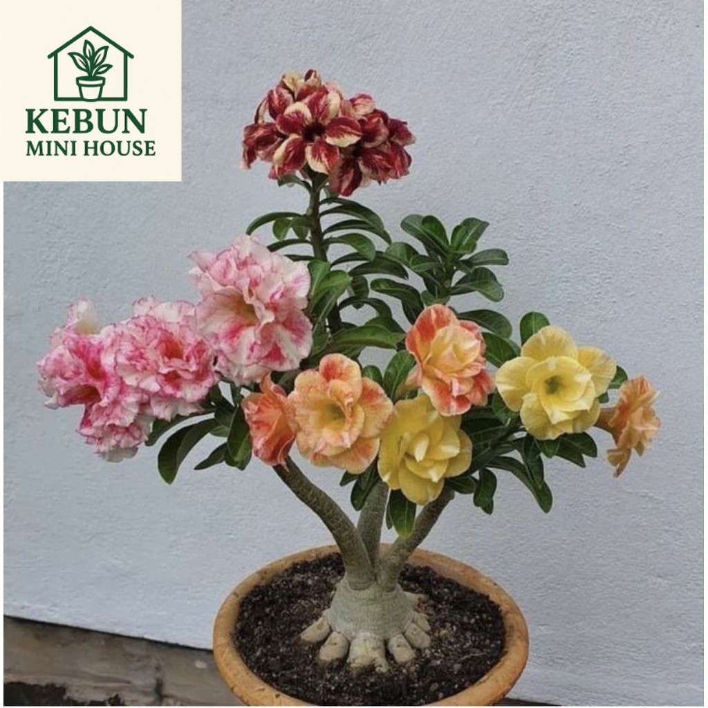 (NEW) (PROMO) ( BISA COD ) TERMURAH Tanaman Hias Adenium Obesum Bunga Tumpuk 3 Warna - Bahan Bonsai 