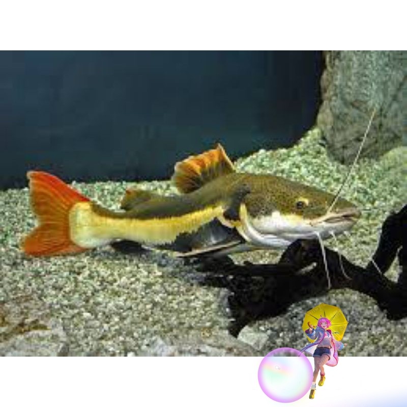 RTC | Red Tail Catfish 7-8cm Ikan Hias Aquarium